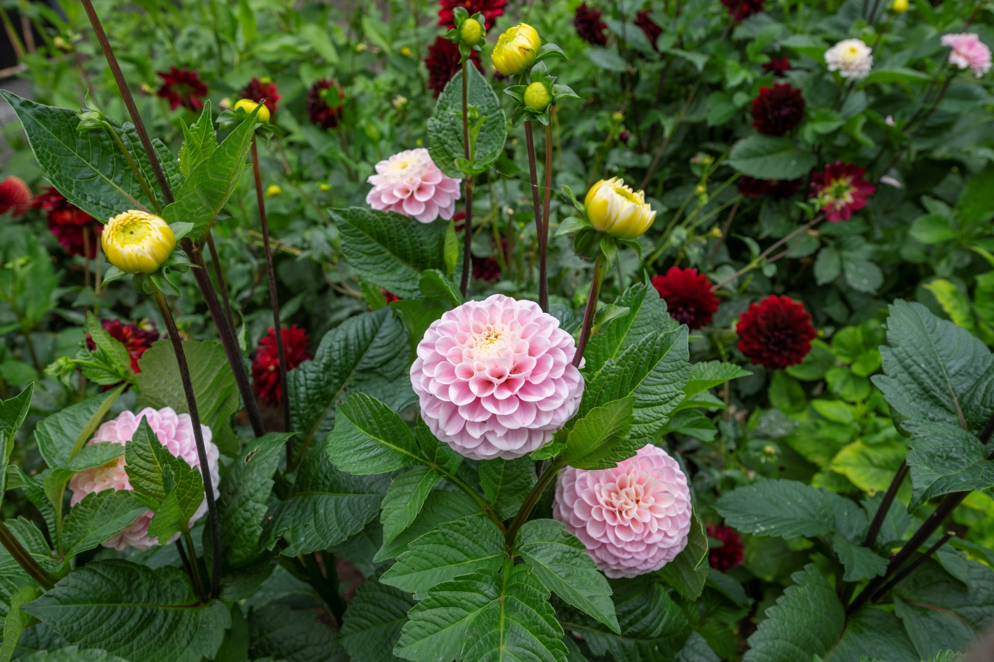  Trulsibrunnvägen 40