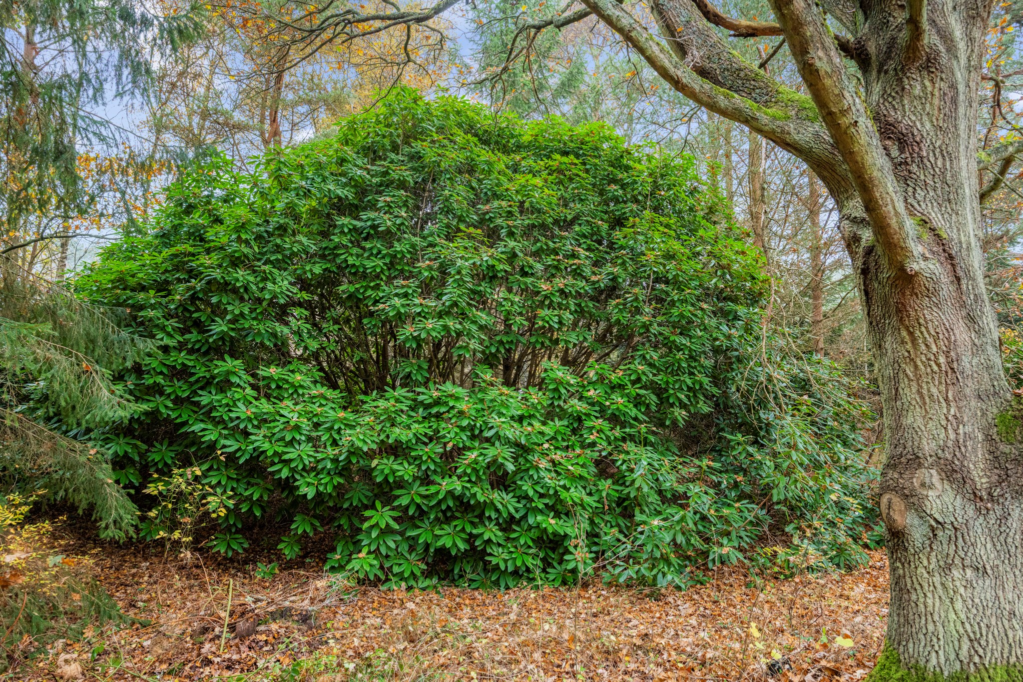  Västra Vråkvägen 6