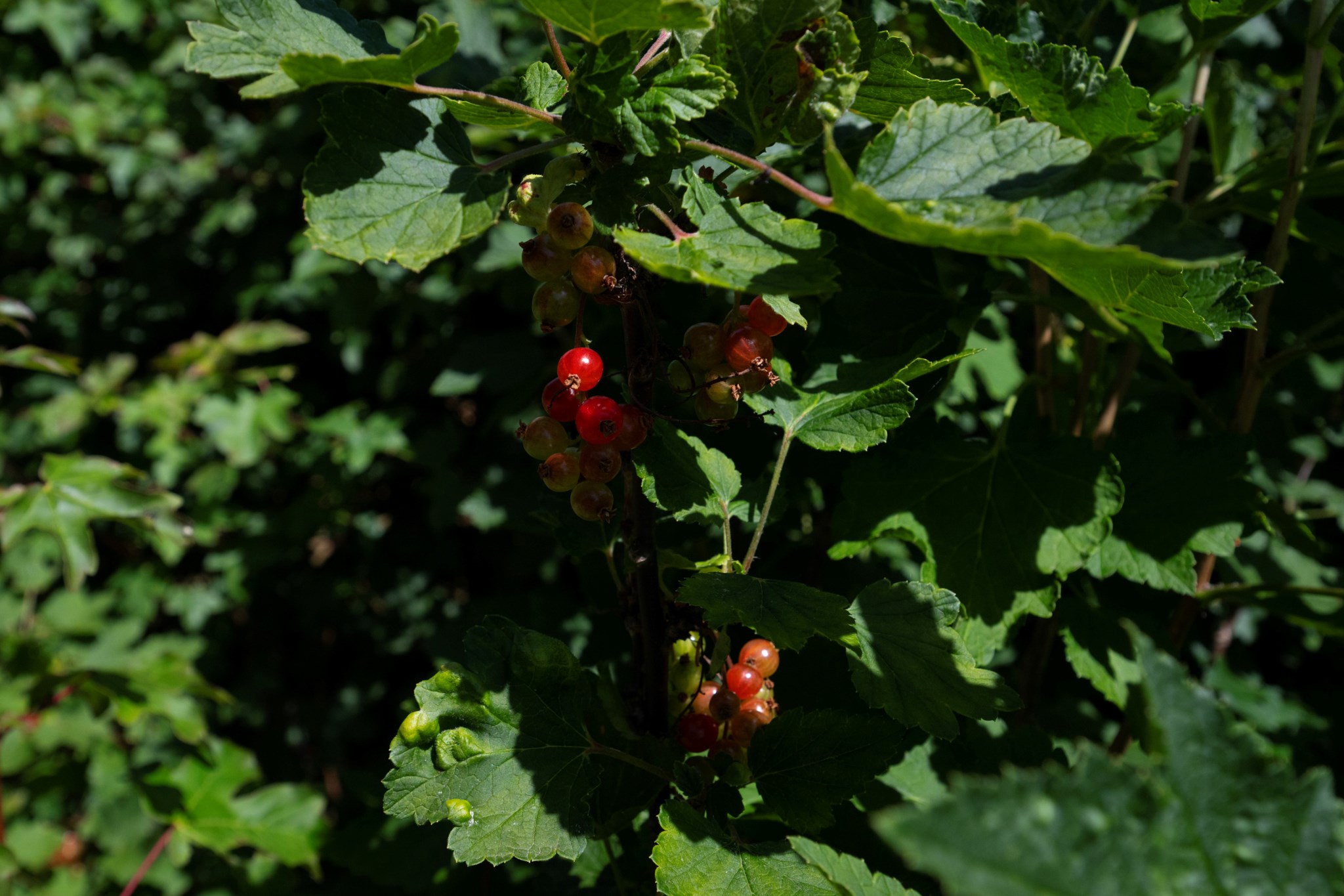  Gränsvägen 36C